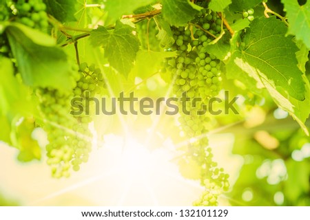 Fresh Green grapes on vine. Summer sun lights. Defocus picture