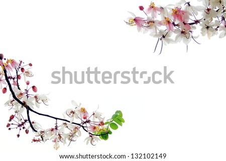 pink flower branch isolated on white background