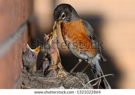 Father Robin feeding worms to three young chicks in the nest