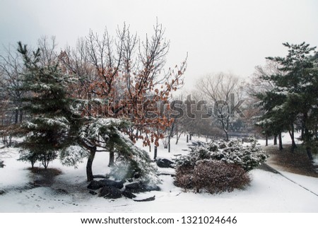 A Picture from the Yeouido park in Seoul in South Korea during the cold winter day and a snowfall. 