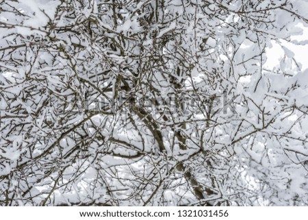 Winter branch covered with snow