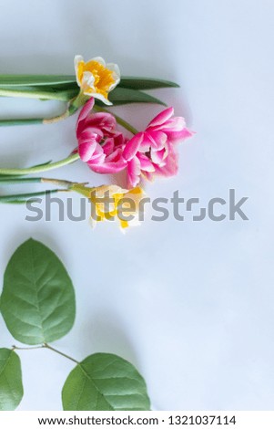 picture of flower on the grey background