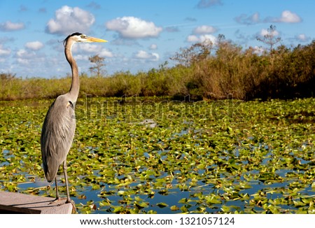 Nature in the Everglades National Park of USA, Florida. With heron next to water with water lilies  Royalty-Free Stock Photo #1321057124