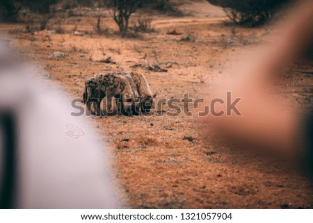Three young spotted hyena brothers sniffing the dusty ground in Kruger Nationalpark, South Africa