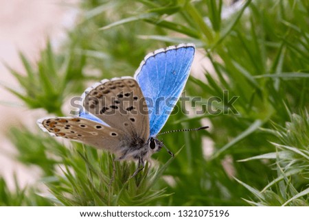 A blue butterfly (species: Polyommatus) on a plant in the Sibillini mountains (Italy)