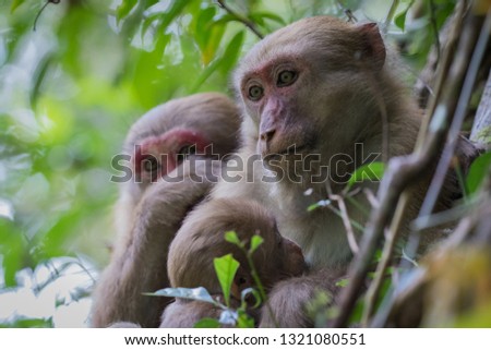 Monkey, mother,is feeding to baby