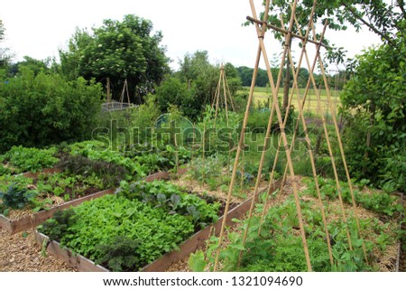Gardening - Growing vegetables in a editable garden. The vegetables are grown based on permaculture in polycultures in raised beds. Royalty-Free Stock Photo #1321094690