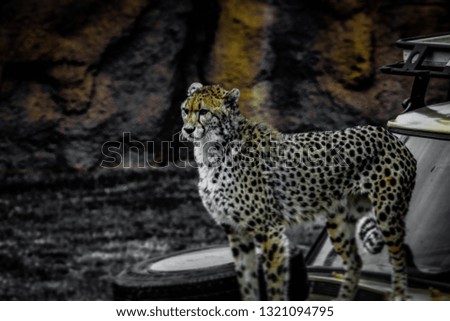 Picture of a cheetah