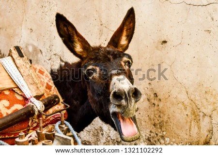 donkey in front of wall, beautiful photo digital picture