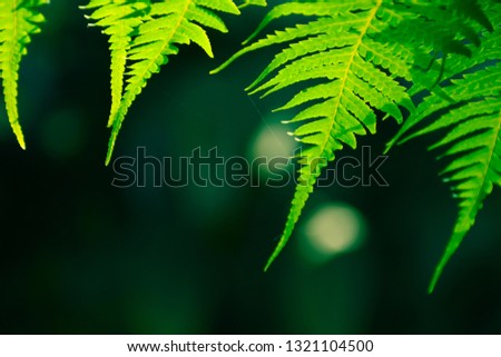 Tropical green fern leaves pattern with dark background. Beautiful background of green fern leaves fern tropical rainforest foliage plant. Concept of natural background and freshness of nature.