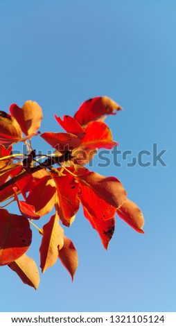 tree branch with bright red leaves against the blue sky