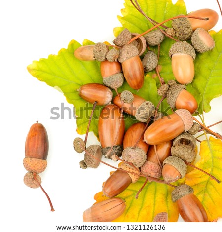 Acorns and oak leaves isolated on white background. Flat lay, top view.