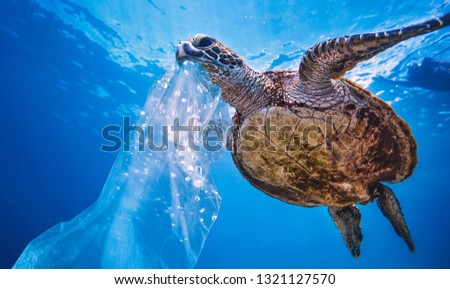 Plastic in Sea Water, turtle eating bag thinking that is a jellyfish, environmental pollution problem