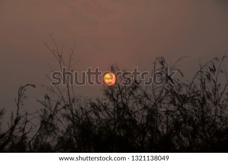 Orange Color Sunrise in Golden Sky with Silhouette Trees at Tamil Nadu in India
