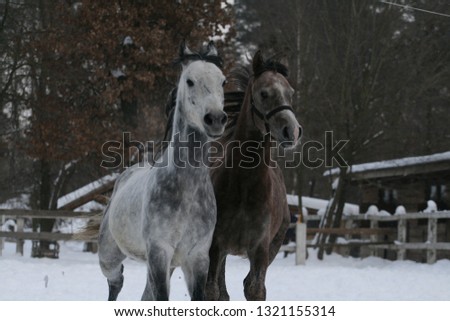 2 Arabian horses runs  in the snow in the paddock against a white fence and trees with yellow leaves. Senior gelding gray, young foal (1 year old) will be gray.