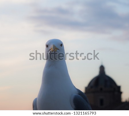 Seagull in Rome at sunset