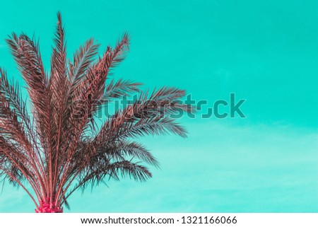Summer vibes. Tropical vibrant palm tree at beach.