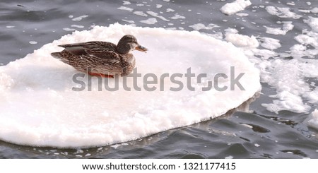 Female duck rolls on an ice pan. Ice floe swinging on the waves. Islet of white ice in the sunshine among the dark waters