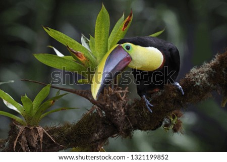 Yellow-throated toucan sitting on branch