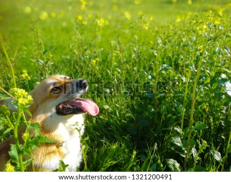 Happy Pembroke Welsh Corgi smiling and playing in the green grass on a warm summer day, animal wallpaper, copy space