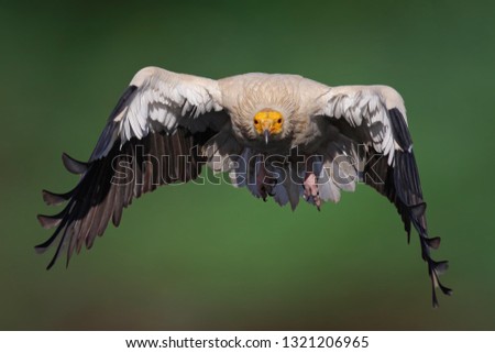 Vulture egyptian vulture