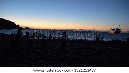 Sunrise over king penguins on South Georgia Island