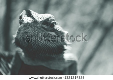 a pet bearded dragon lizard