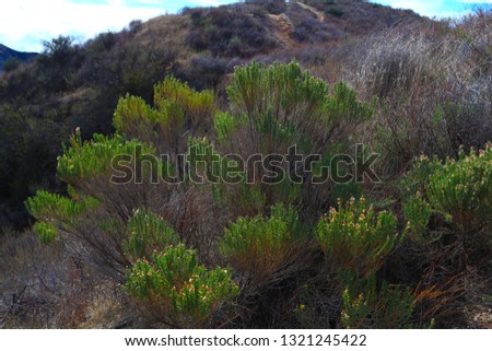 a picture of an exterior Pacific Southwest forest with Coyote bush