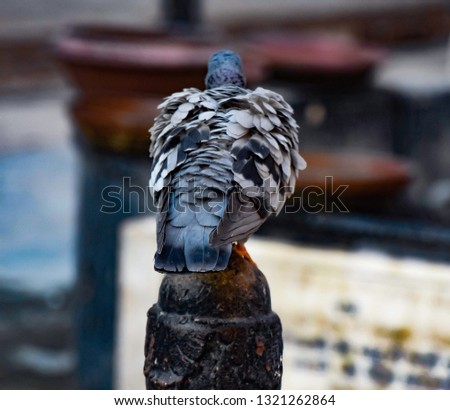 beautiful pigeon on streets