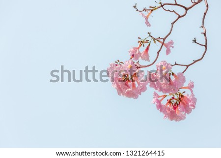 pink pantip or chompoo pantip sakura blossom blooming season in Thailand and pastel color picture style