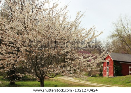 Wide angle picture of cherry blossom tree with a red barn in the background.