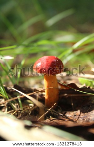 Close up picture of a red capped mushroom growing on a dense forest floor.