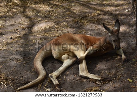 kangaroo touching his leg