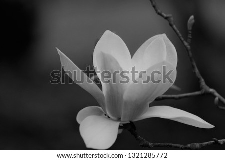 Black and white of purple magnolia