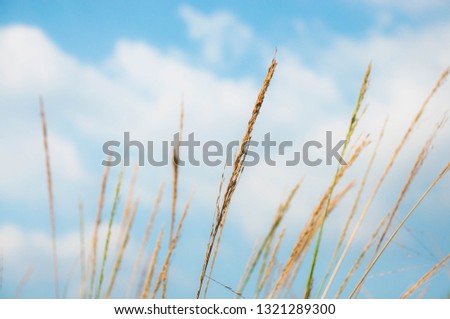 small grass flower sky