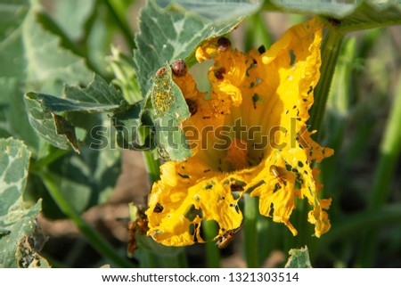 masses bug are eating yellow flowers of pumpkin in the agricultural garden. red cucurbit leaf beetle or aulacopphola insect pests of cucurbits.