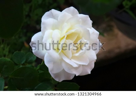 close up of white rose vitage tone with nature background                    