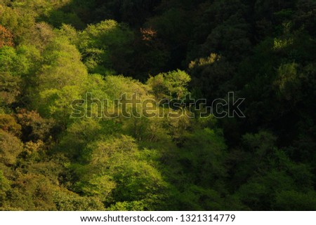 a picture of an exterior Pacific southwest forest with Red alder trees