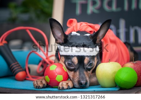 Tired dog  after workout. Pet Fitness , sport  and lifestyle concept.   Fitness and Sports Motivation