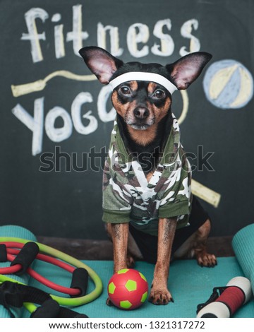 Dog personal trainer  concept . Fitness and healthy lifestyle for pet.   Dog ​​in sportswear in training