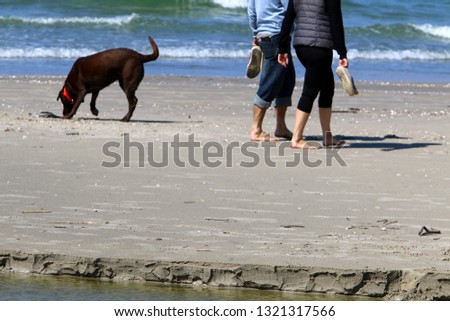 dog walking by the sea