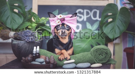 Dog grooming. Cute pet relaxing in spa wellness . Dog in a turban of a towel among the spa care items and plants. Funny concept grooming, washing and caring for animals Royalty-Free Stock Photo #1321317884