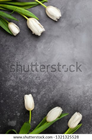 Beautiful white tulips flowers on dark background. Spring flowers for Happy Easter card or for Mother's day holiday. Flat lay, top view.
