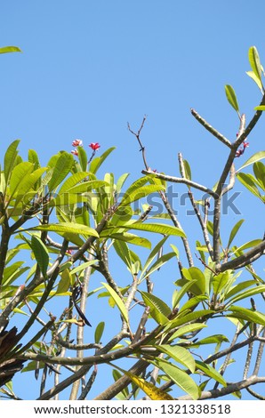 Plumeria flower branch or frangipani branch over blue sky blooming flowers in summer use for spa.