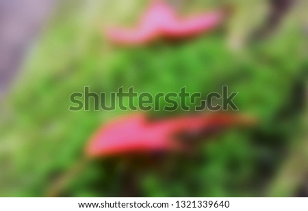 Blurred Red maple leaf background