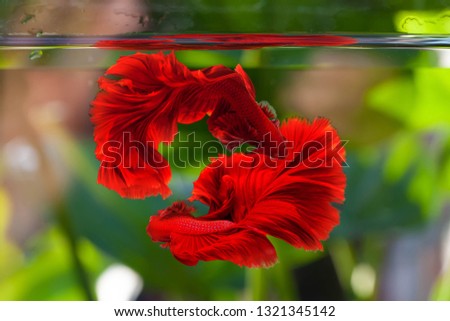 Red color Siamese fighting fish(Rosetail)(half moon),fighting fish,Betta splendens,on nature
 background