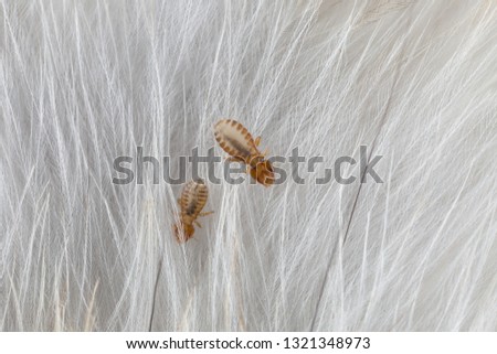 Macro of male and female chewing louse - Strigiphilus cursitans