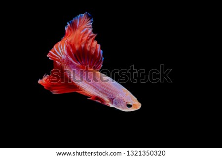 Betta splendens,Siamese fighting fish, red fish on a black background, Halfmoon Betta.