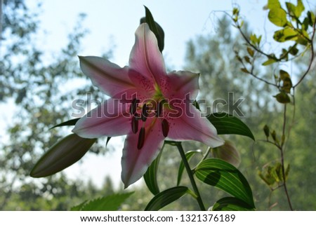 Beautiful pink and white lily flower grow in small garden on the balcony with view on forest.