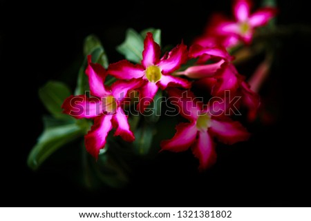 Adenium or desert rose flower on black background
